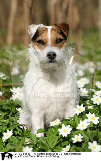 Jack Russell Terrier Hndin im Frhling / SS-55640