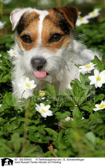Jack Russell Terrier Hndin im Frhling / SS-55642