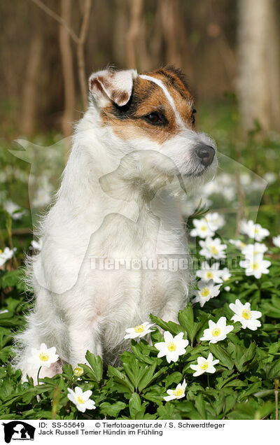 Jack Russell Terrier Hndin im Frhling / SS-55649
