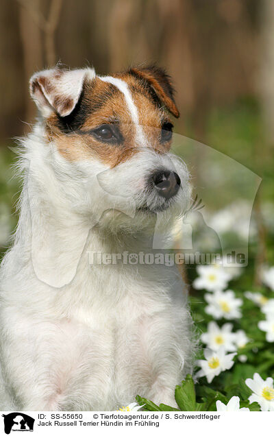Jack Russell Terrier Hndin im Frhling / SS-55650