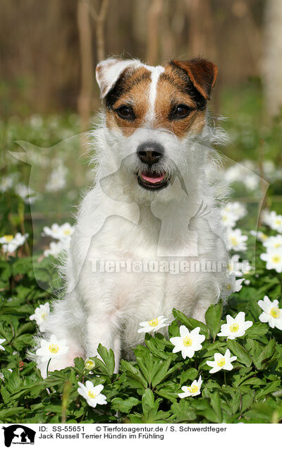 Jack Russell Terrier Hndin im Frhling / SS-55651