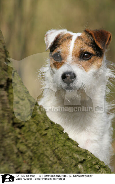 Jack Russell Terrier Hndin im Herbst / SS-55660