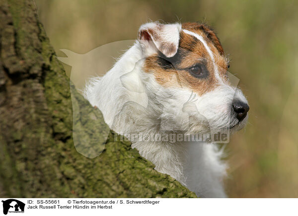 Jack Russell Terrier Hndin im Herbst / SS-55661