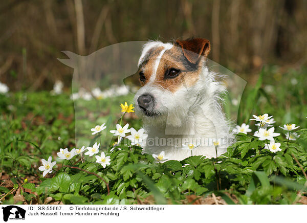 Jack Russell Terrier Hndin im Frhling / female Jack Russell Terrier in spring / SS-55667