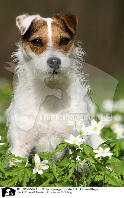 Jack Russell Terrier Hndin im Frhling / SS-55671