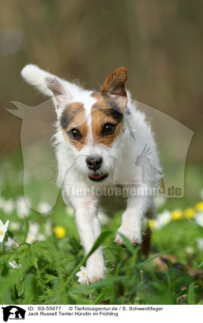 Jack Russell Terrier Hndin im Frhling / SS-55677