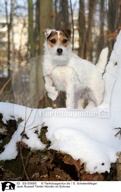 Jack Russell Terrier Hndin im Schnee / SS-55685