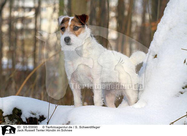 Jack Russell Terrier Hndin im Schnee / SS-55690