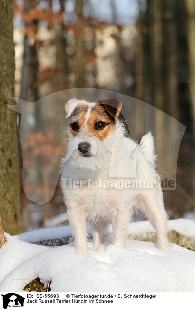 Jack Russell Terrier Hndin im Schnee / SS-55693