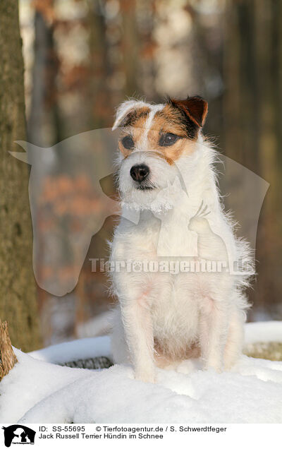 Jack Russell Terrier Hndin im Schnee / SS-55695