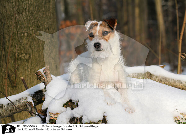 Jack Russell Terrier Hndin im Schnee / SS-55697