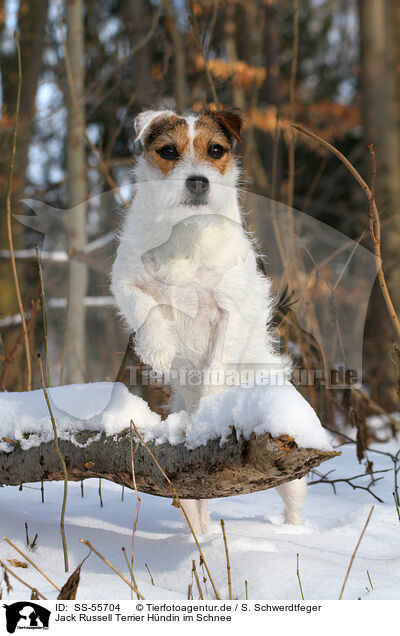 Jack Russell Terrier Hndin im Schnee / SS-55704