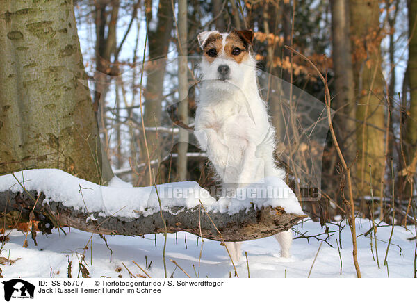 Jack Russell Terrier Hndin im Schnee / SS-55707