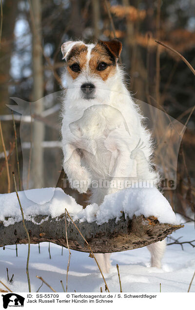 Jack Russell Terrier Hndin im Schnee / SS-55709