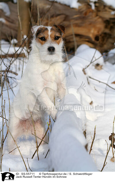 Jack Russell Terrier Hndin im Schnee / SS-55711