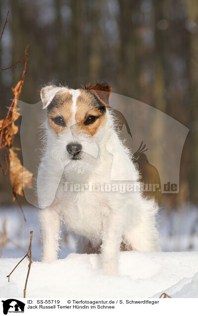 Jack Russell Terrier Hndin im Schnee / female Jack Russell Terrier in the snow / SS-55719