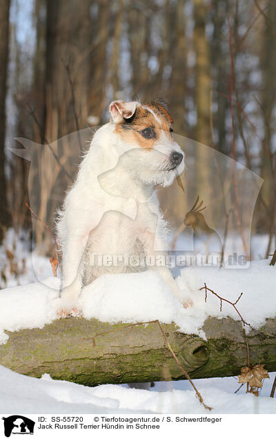Jack Russell Terrier Hndin im Schnee / SS-55720