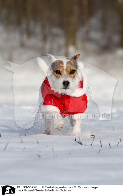Jack Russell Terrier Hndin im Schnee / SS-55726