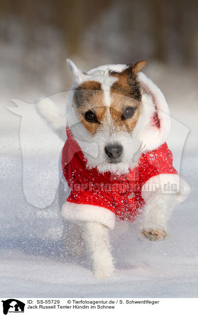 Jack Russell Terrier Hndin im Schnee / female Jack Russell Terrier in the snow / SS-55729