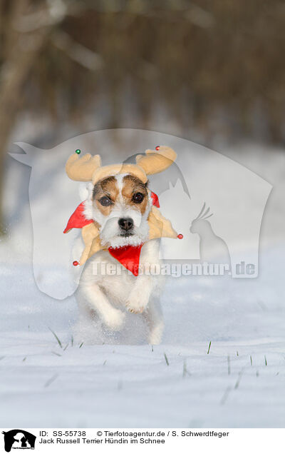 Jack Russell Terrier Hndin im Schnee / female Jack Russell Terrier in the snow / SS-55738