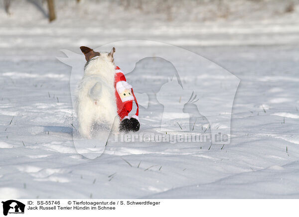 Jack Russell Terrier Hndin im Schnee / SS-55746