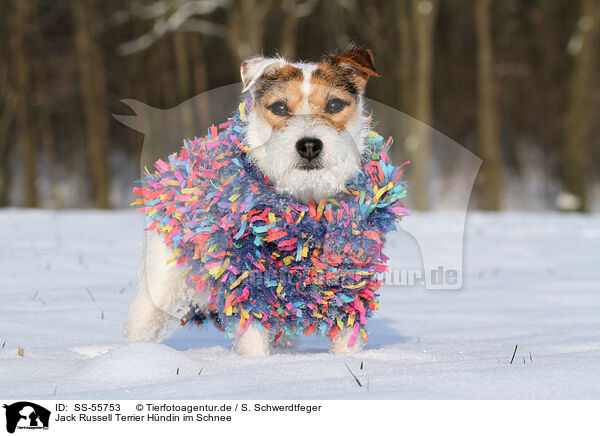 Jack Russell Terrier Hndin im Schnee / SS-55753