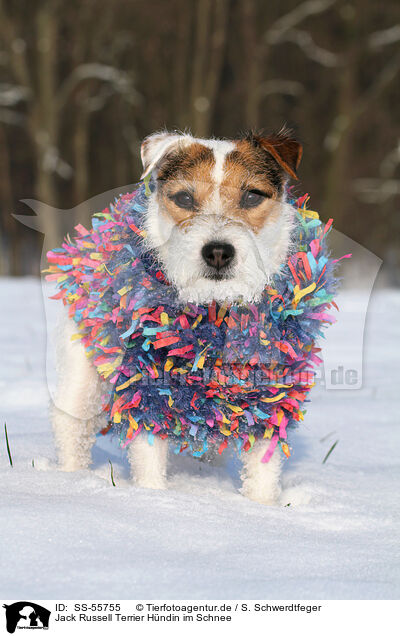 Jack Russell Terrier Hndin im Schnee / SS-55755