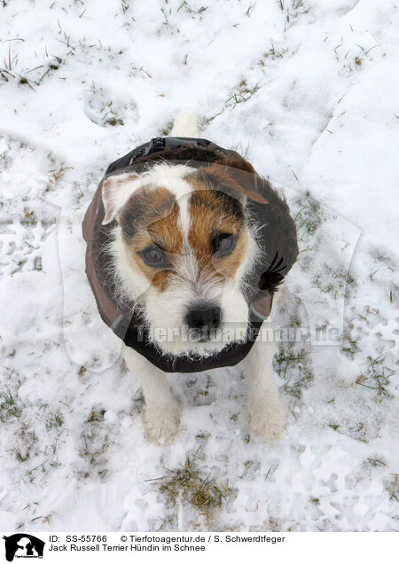 Jack Russell Terrier Hndin im Schnee / SS-55766