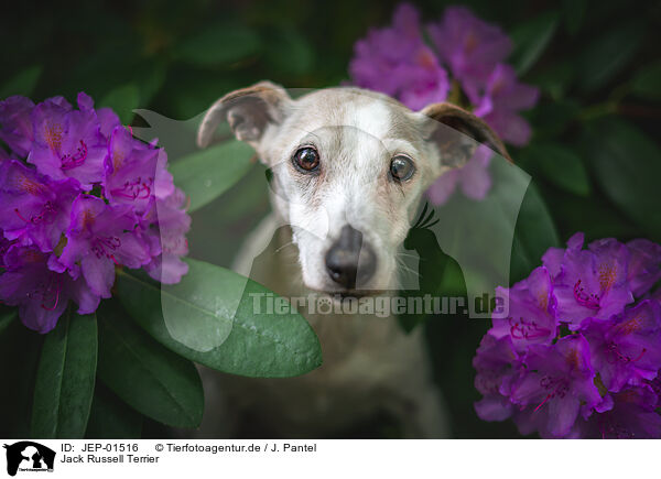 Jack Russell Terrier / JEP-01516