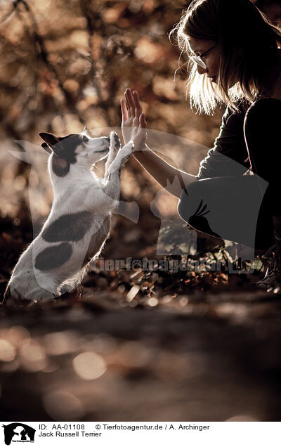 Jack Russell Terrier / AA-01108