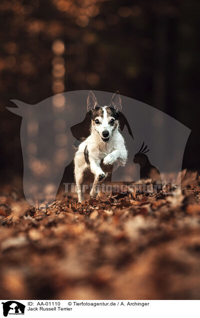 Jack Russell Terrier / AA-01110