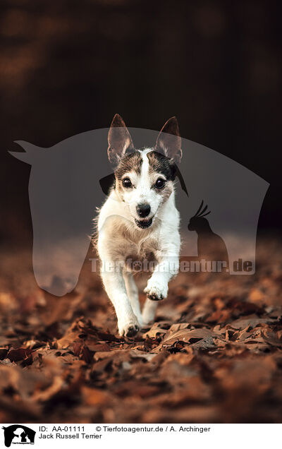 Jack Russell Terrier / AA-01111