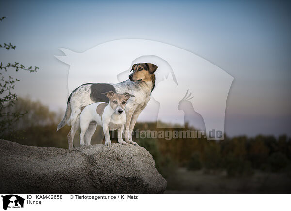 Hunde / KAM-02658