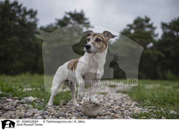 Jack Russell Terrier / KAM-02664