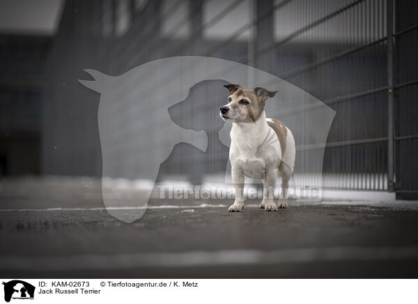 Jack Russell Terrier / KAM-02673