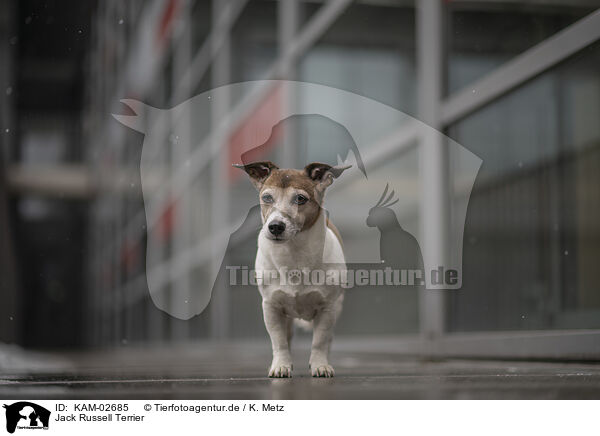 Jack Russell Terrier / KAM-02685
