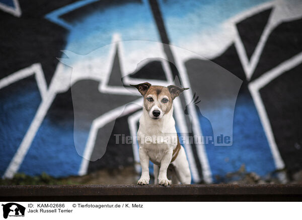 Jack Russell Terrier / Jack Russell Terrier / KAM-02686