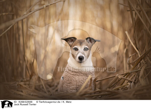 Jack Russell Terrier / KAM-02688