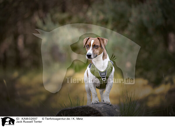 Jack Russell Terrier / KAM-02697