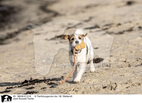 Jack Russell Terrier / Jack Russell Terrier / MAW-01318