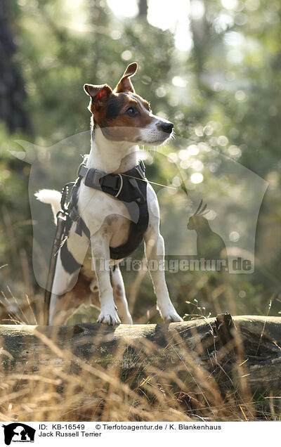 Jack Russell Terrier / Jack Russell Terrier / KB-16549