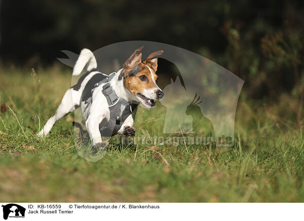 Jack Russell Terrier / KB-16559