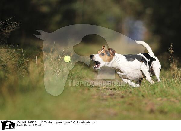 Jack Russell Terrier / Jack Russell Terrier / KB-16560