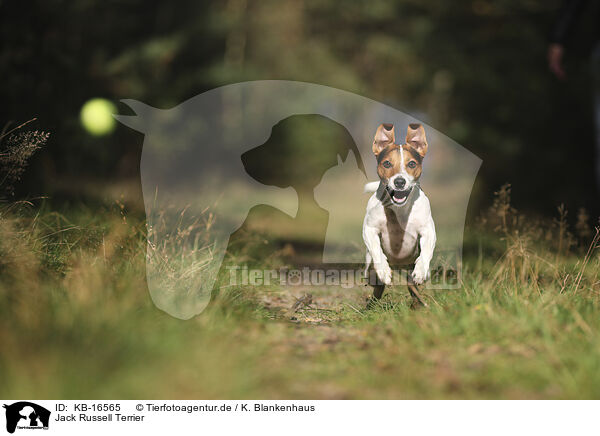 Jack Russell Terrier / Jack Russell Terrier / KB-16565