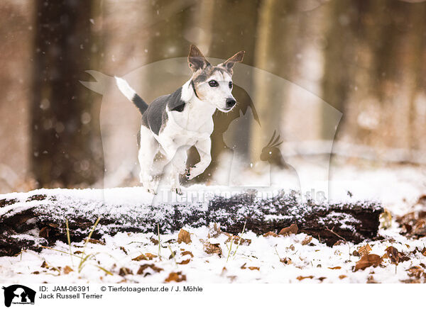 Jack Russell Terrier / Jack Russell Terrier / JAM-06391