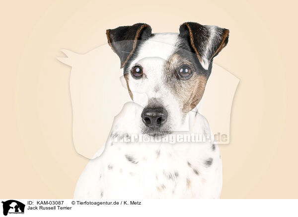 Jack Russell Terrier / Jack Russell Terrier / KAM-03087