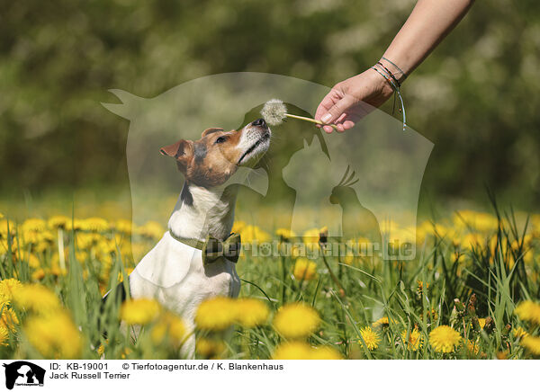 Jack Russell Terrier / Jack Russell Terrier / KB-19001