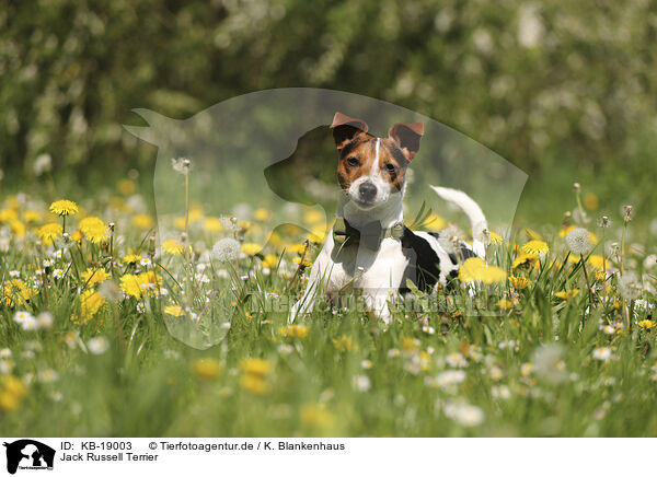 Jack Russell Terrier / Jack Russell Terrier / KB-19003