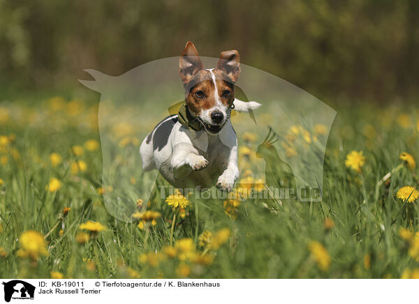 Jack Russell Terrier / KB-19011