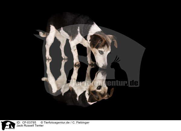 Jack Russell Terrier / Jack Russell Terrier / CF-03795